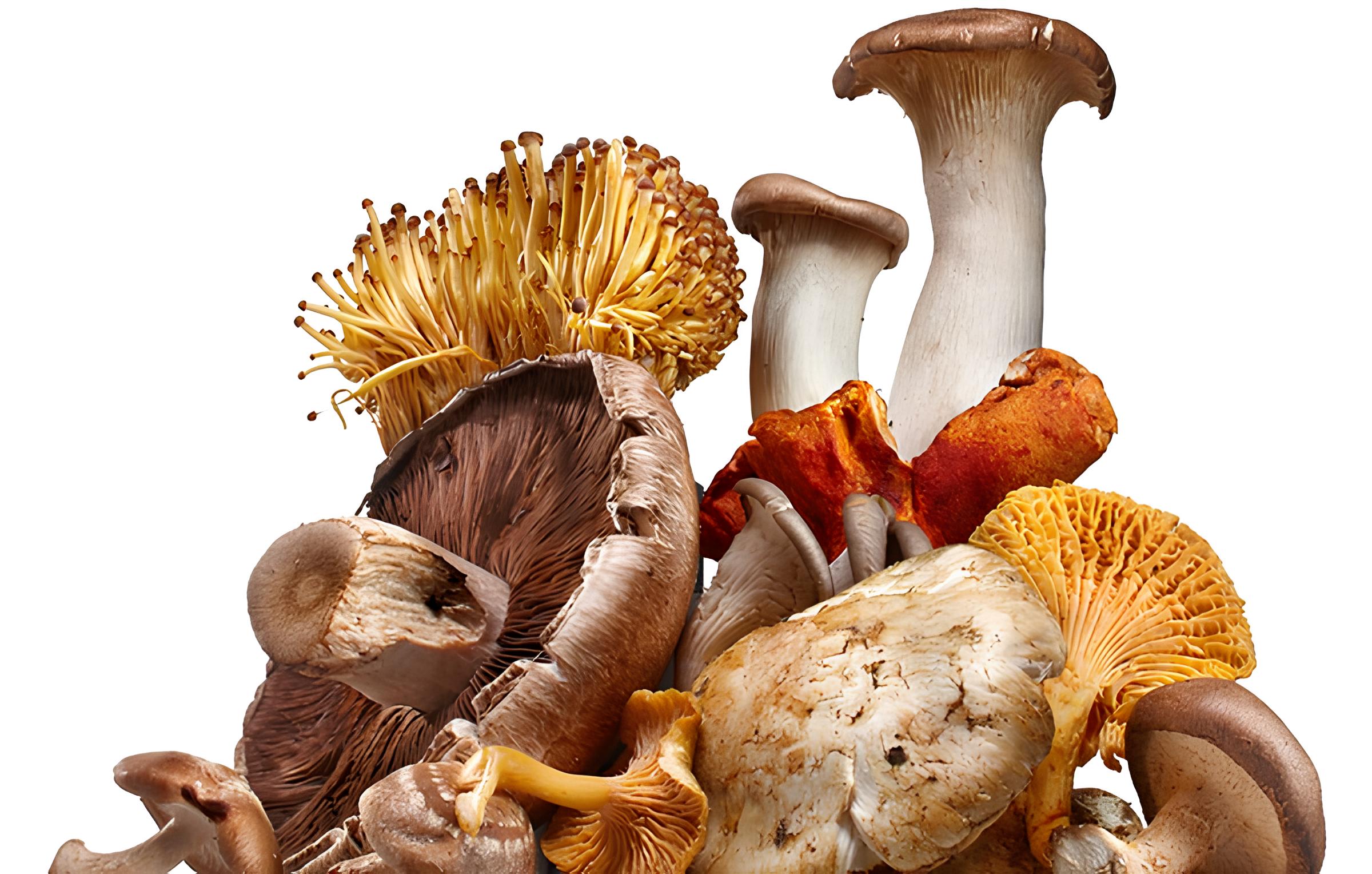 Top 5 Mushrooms for Brain Health