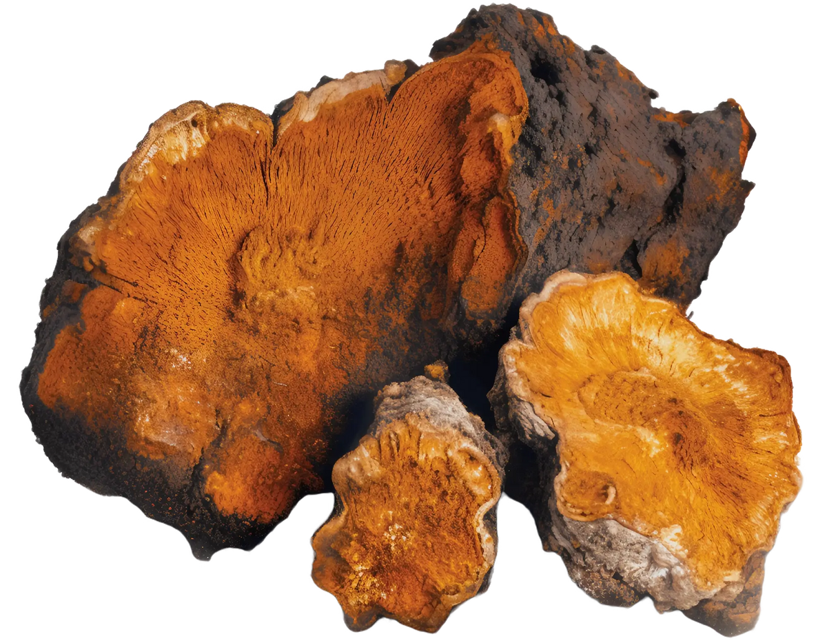Chago Root Organic Chaga Extract Powder - Mushrooms For Life